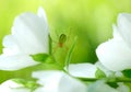 Green Spider on Jasmine Flowers Royalty Free Stock Photo