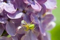 Green spider macro Royalty Free Stock Photo