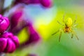 Green spider macro Royalty Free Stock Photo