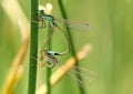 Dragon flies mating