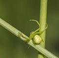 Green spider