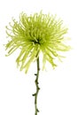 Green Spider Mum Royalty Free Stock Photo