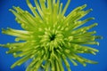 Green spider mum Royalty Free Stock Photo