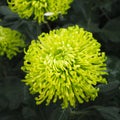 Green spider mum or Spider chrysanthemum morifolium flower Royalty Free Stock Photo