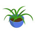 Green spider plant in a blue pot, indoor houseplant on white background. Fresh home decoration and interior design