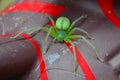 Green Spider Royalty Free Stock Photo