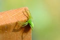 Green spider in sunlight Royalty Free Stock Photo