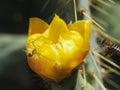 A Green Spider Waits for its Prey on a yellow prickly pear Cactus Flower Royalty Free Stock Photo