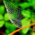 green spider web with dew drops Royalty Free Stock Photo