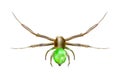 Green spider Royalty Free Stock Photo