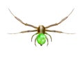 Green spider