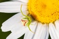 Green spider on white camomile