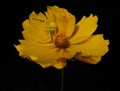 Green spider on yellow flower Royalty Free Stock Photo