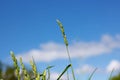 A green spike in a field of grass and a blue sky with white clouds in a blur Royalty Free Stock Photo