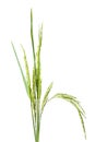 Green spike rice Isolated