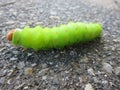 Green spiked Caterpillar in Maine