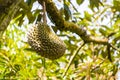 Spiked durian fruit growing hanging on a branch, strongly smelling fruit, king of fruit Thailand