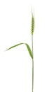 Green spikelet of barley on white background