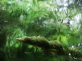 Green spikelet behind the wet glass