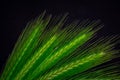 Green spikelet grass on black background