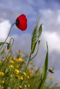 Green spikelet of wheat, flower and buds of red poppies on a background of yellow flowers and a blue sky with clouds Royalty Free Stock Photo
