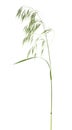 Green spikelet of wild oats isolated on white background