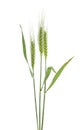 Green spikelets of barley on white background