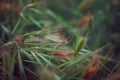 Green spikelets with drops of dew