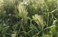 Green spikelets in the field Royalty Free Stock Photo