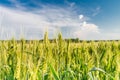 Green spikelets on the field