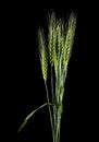 Green spikelets isolated on a black background Royalty Free Stock Photo