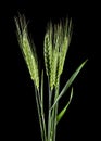 Green spikelets isolated on a black background Royalty Free Stock Photo