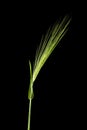 Green spikelets isolated on black background close up Royalty Free Stock Photo