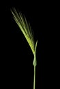 Green spikelets isolated on black background close up Royalty Free Stock Photo