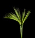 Green spikelets isolated on black background close up Royalty Free Stock Photo