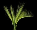 Green spikelets isolated on black background close up Royalty Free Stock Photo