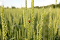 Green spikelets with a ladybug on the background of a field in the rays of the setting sun. Concept of organic farming Royalty Free Stock Photo