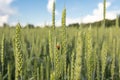 Green spikelets with a ladybug on the background of a field in the rays of the setting sun. Concept of organic farming Royalty Free Stock Photo