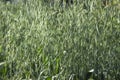 Green spikelets of oats in the field, raw grains of seed oats. Grass plant