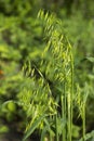 Green spikelets of oats in the field, raw grains of seed oats. Grass plant