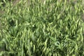 Green spikelets of oats in the field, raw grains of seed oats. Grass plant