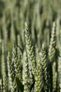 green spikelets of unripe wheat