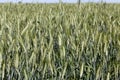 green spikelets of unripe wheat