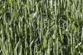 green spikelets of unripe wheat