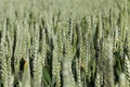 green spikelets of unripe wheat