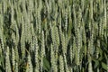 green spikelets of unripe wheat