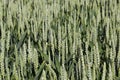 green spikelets of unripe wheat