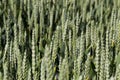 green spikelets of unripe wheat