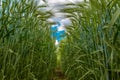 Green spikelets of wheat against the blue sky and gray clouds