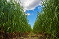 Green spikelets of wheat against the blue sky and gray clouds